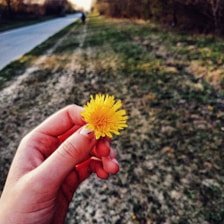 Close-up of hands holding a dandelion flower against a natural background.
