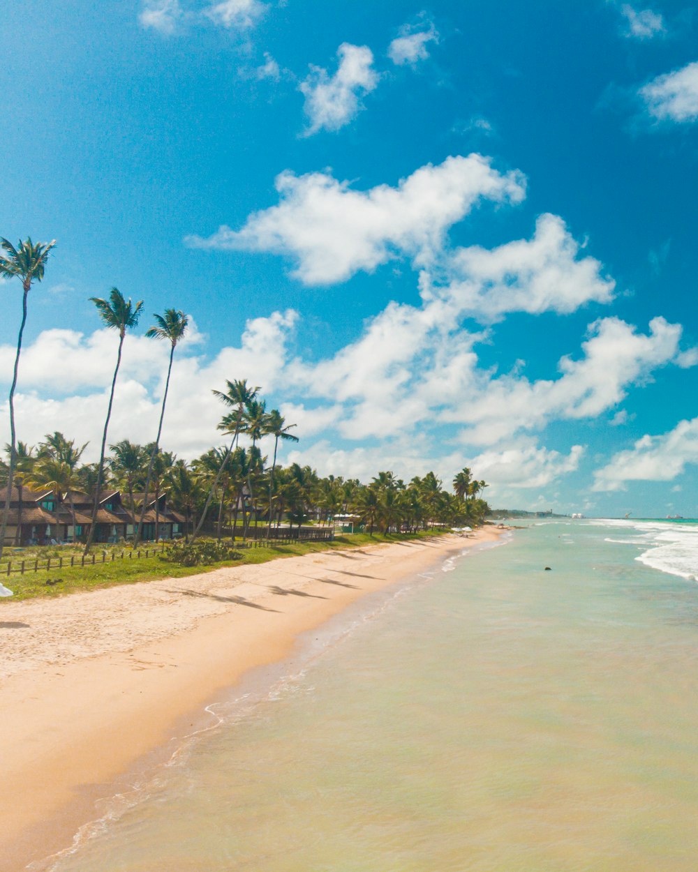 green palm trees on beach shore under blue sky and white clouds during daytime