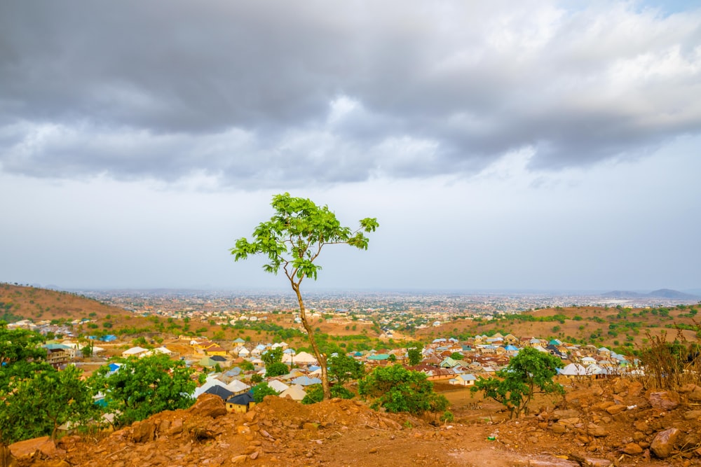 green tree on brown field under white clouds during daytime