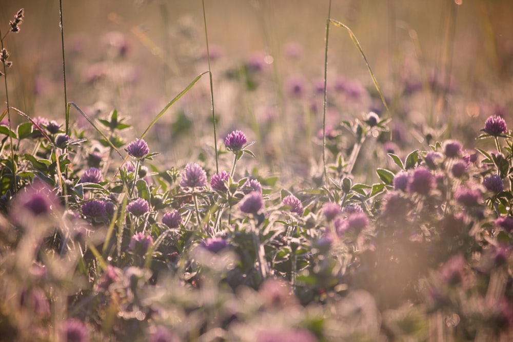 purple flowers in tilt shift lens