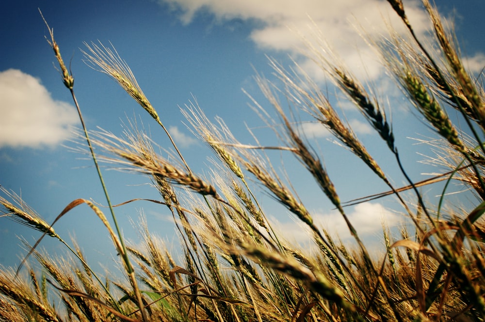 brown wheat field under blue sky during daytime