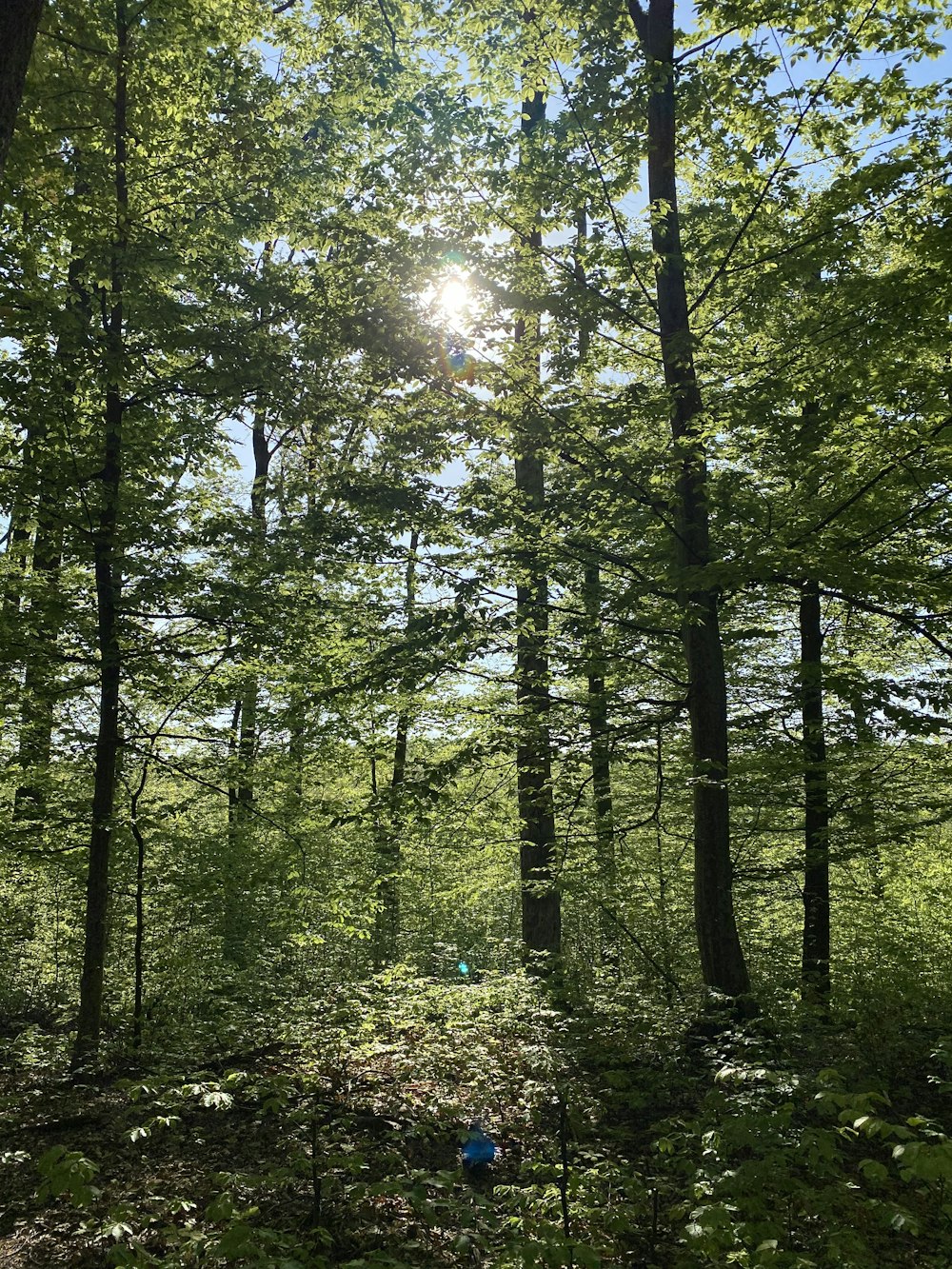 green trees under sunny sky