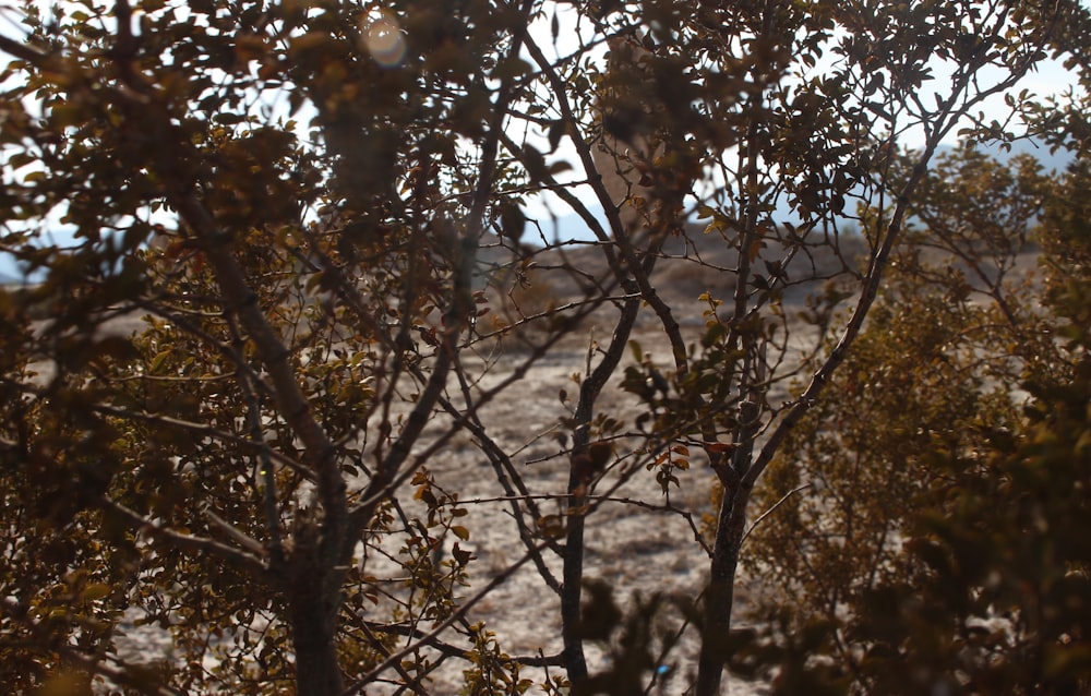 brown tree branches during daytime