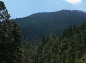 green trees under blue sky during daytime