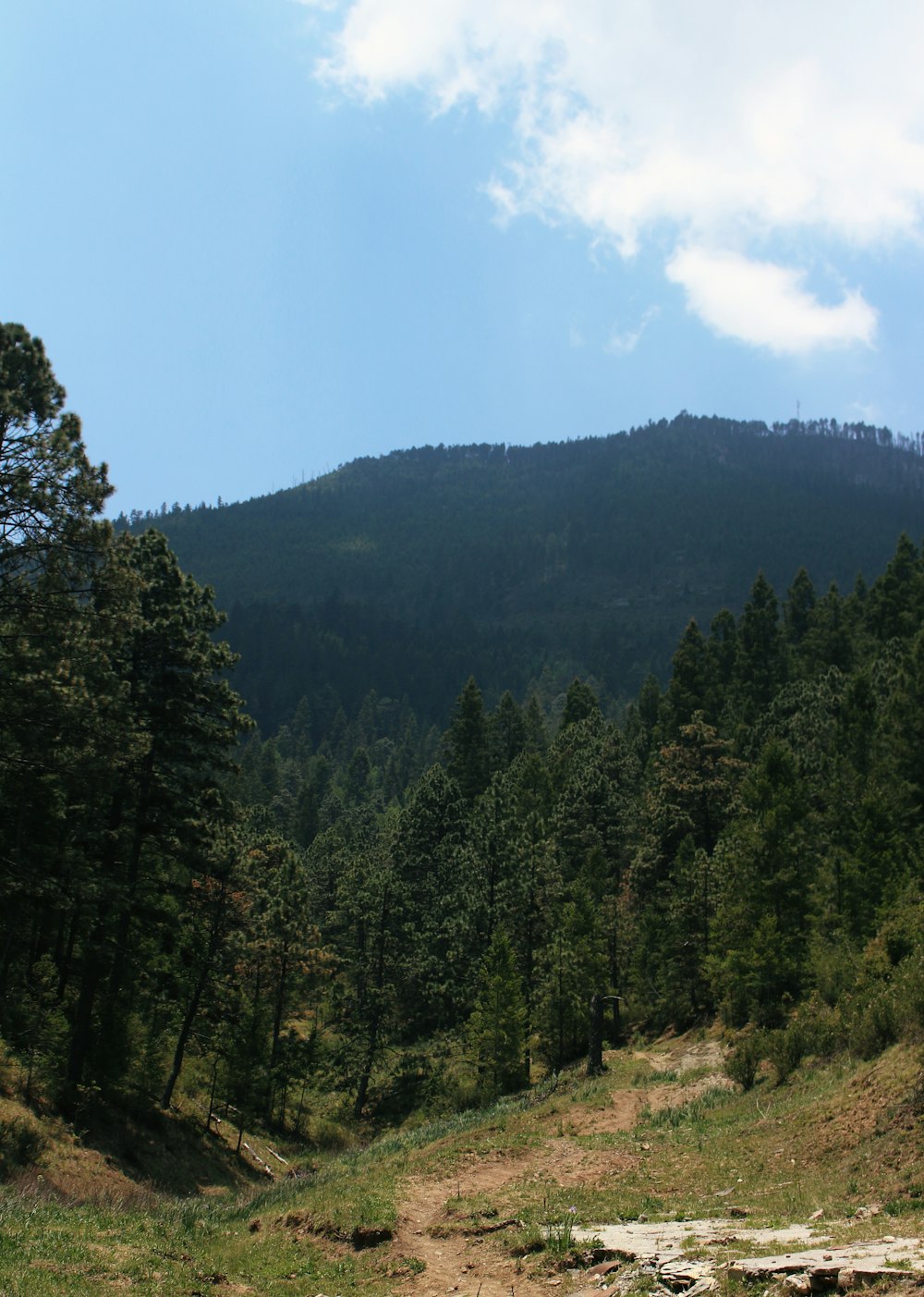 alberi verdi sotto il cielo blu durante il giorno