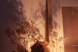 Blossom Dream
