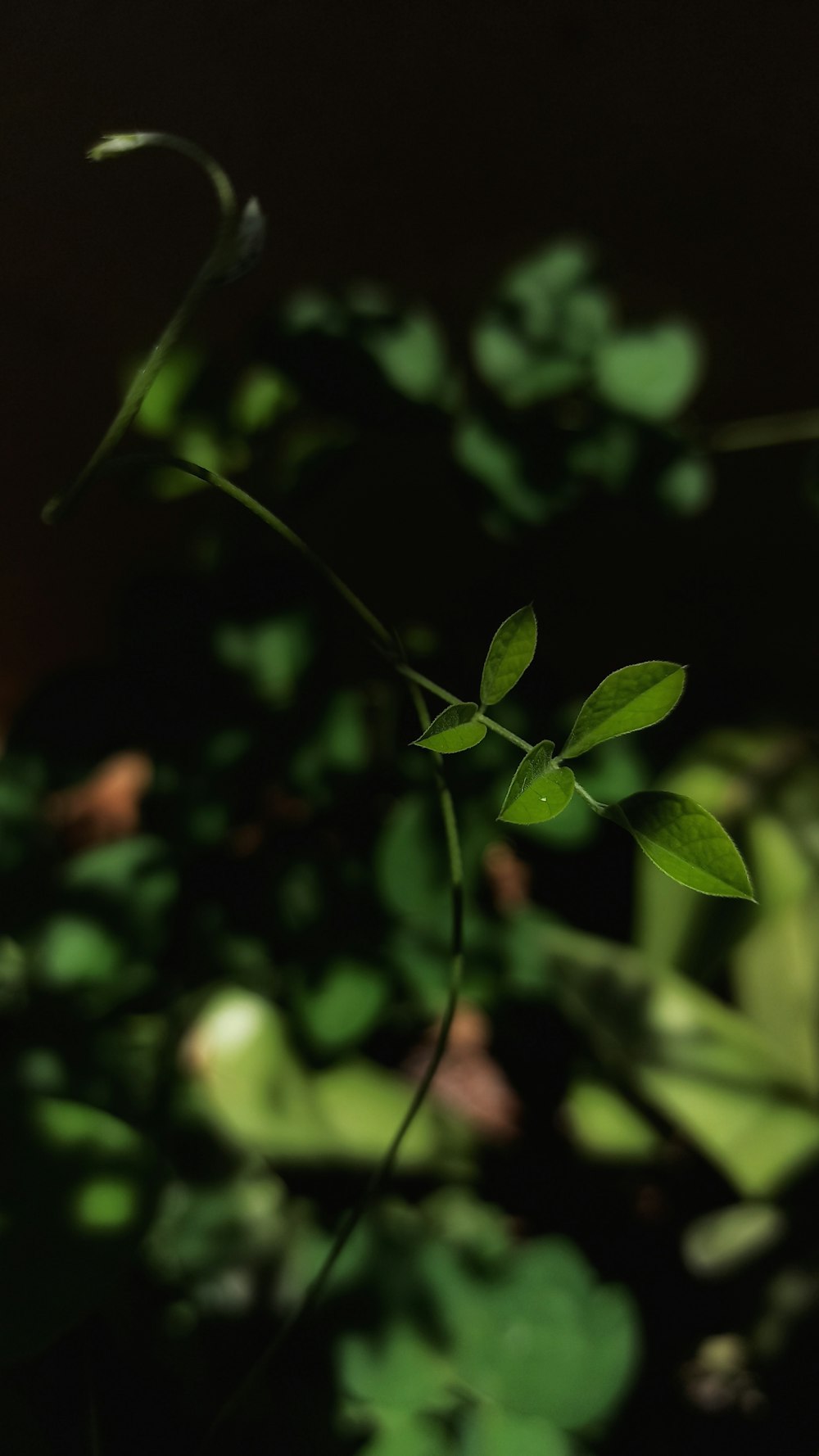 Hojas verdes en la lente de cambio de inclinación