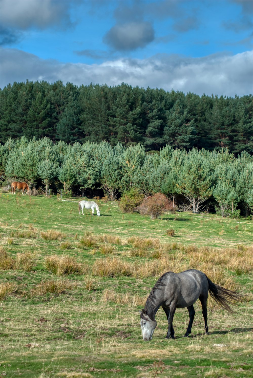 Pferde, die tagsüber Gras auf grünem Grasfeld fressen