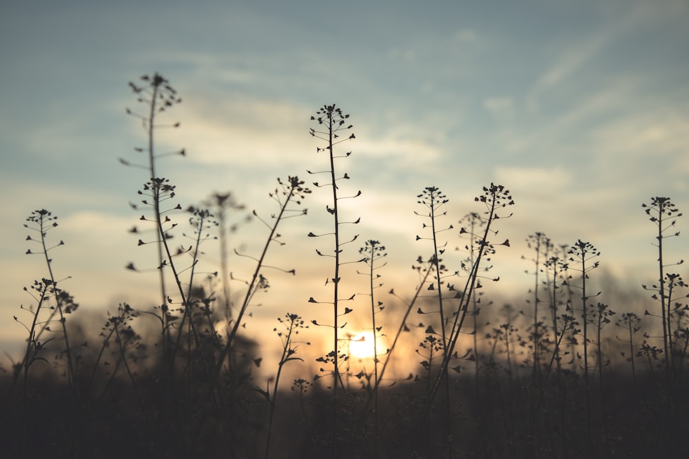 silhouette of grass during sunset