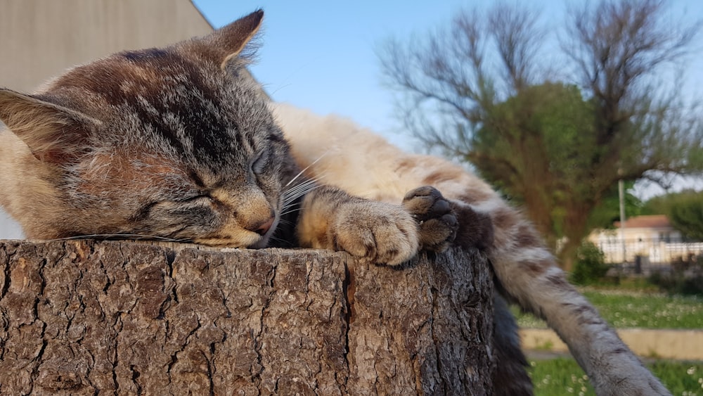 brown tabby cat on brown tree trunk