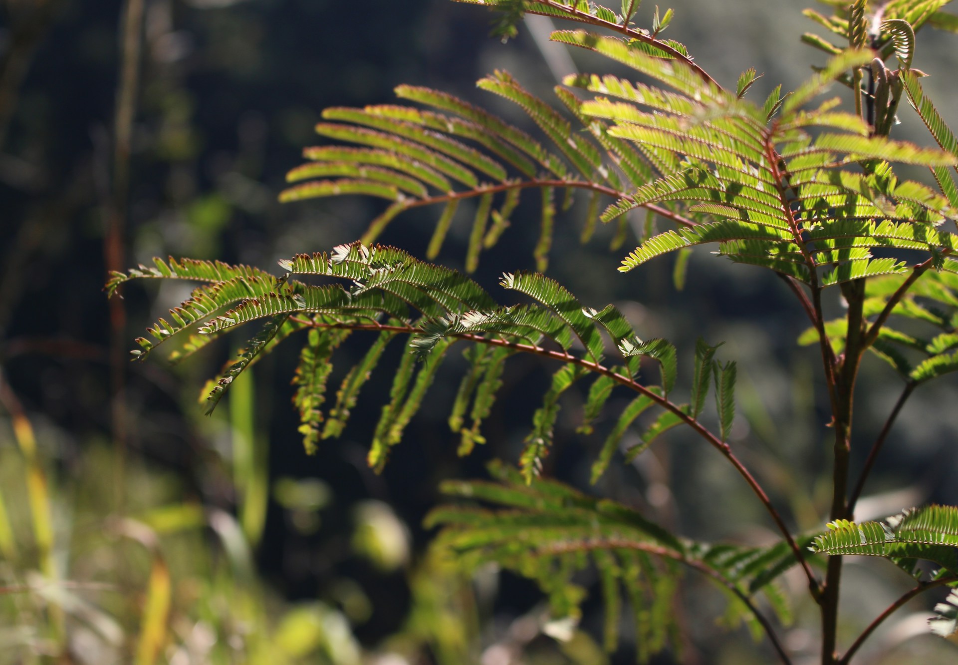 green leaves in tilt shift lens