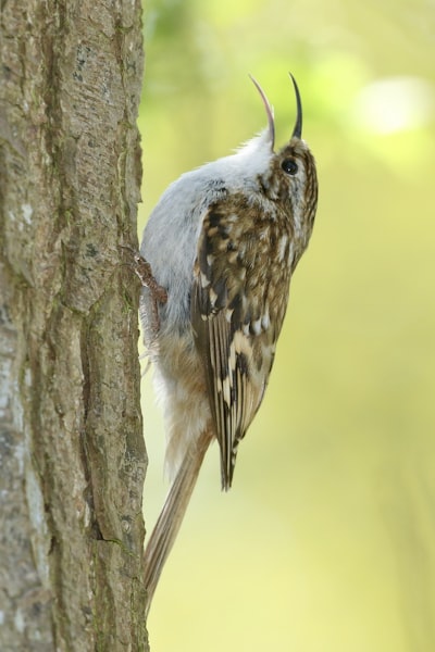 white and brown bird on brown tree branch