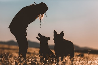 K-SCOOPS.com | Mindful Moments - Creative Training: Teaching Tricks and Building Trust