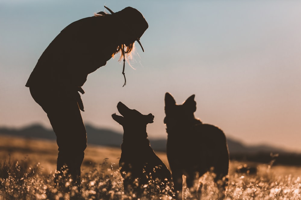 silhouette of 2 horses on grass field during daytime