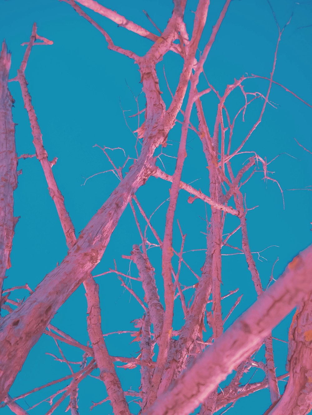 brown leafless tree under blue sky