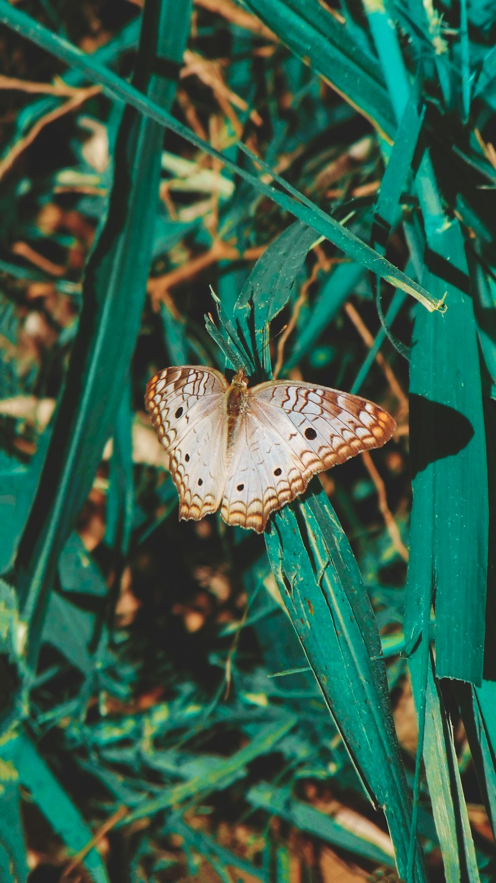 brown and white butterfly perched on green plant