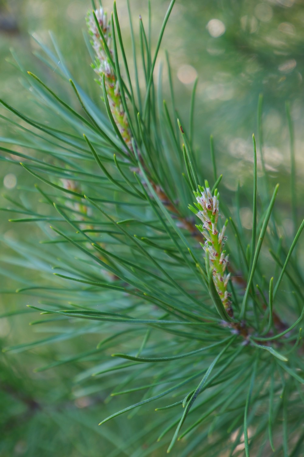 green grass in close up photography