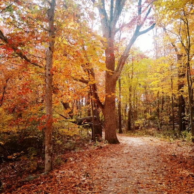A vibrant oil painting of a sunlit forest path with rich autumn colors.