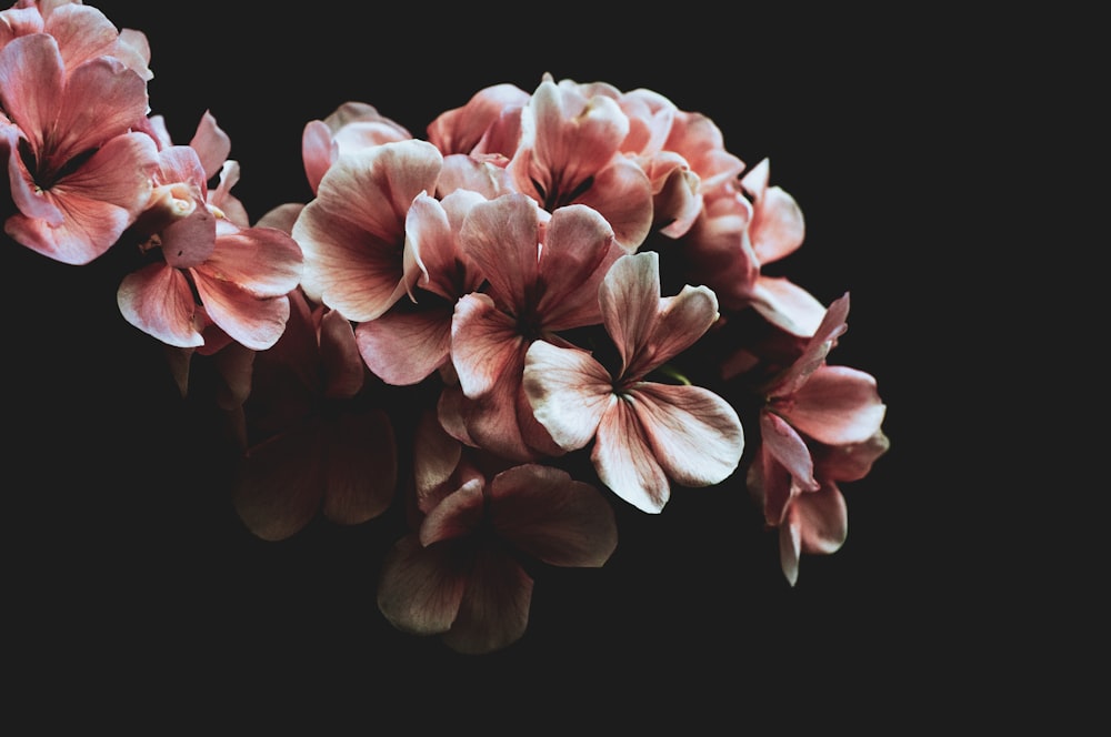 pink and white flower in black background