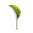 green leaf on white background