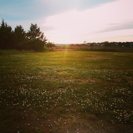 green grass field during sunset