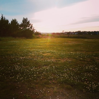 green grass field during sunset