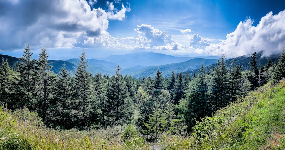 pinos verdes bajo el cielo azul durante el día