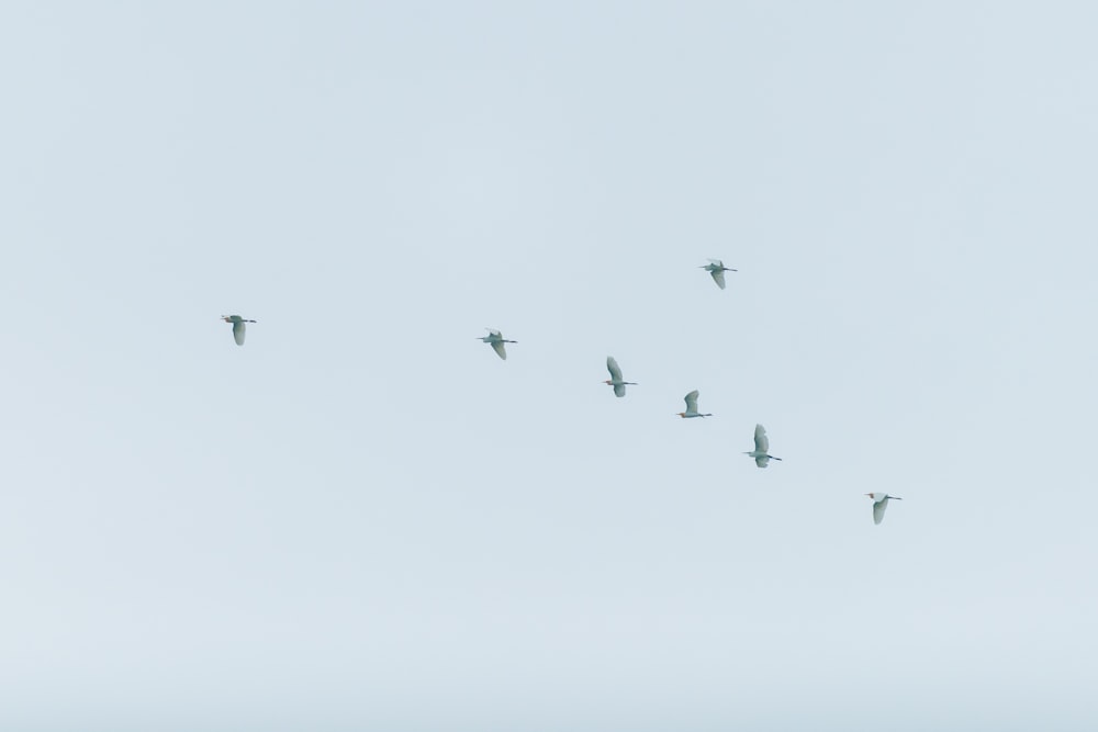 volée d’oiseaux volant sous des nuages blancs pendant la journée