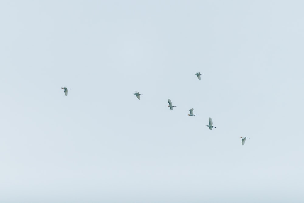 flock of birds flying under white clouds during daytime