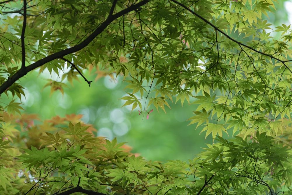 green leaves in tilt shift lens