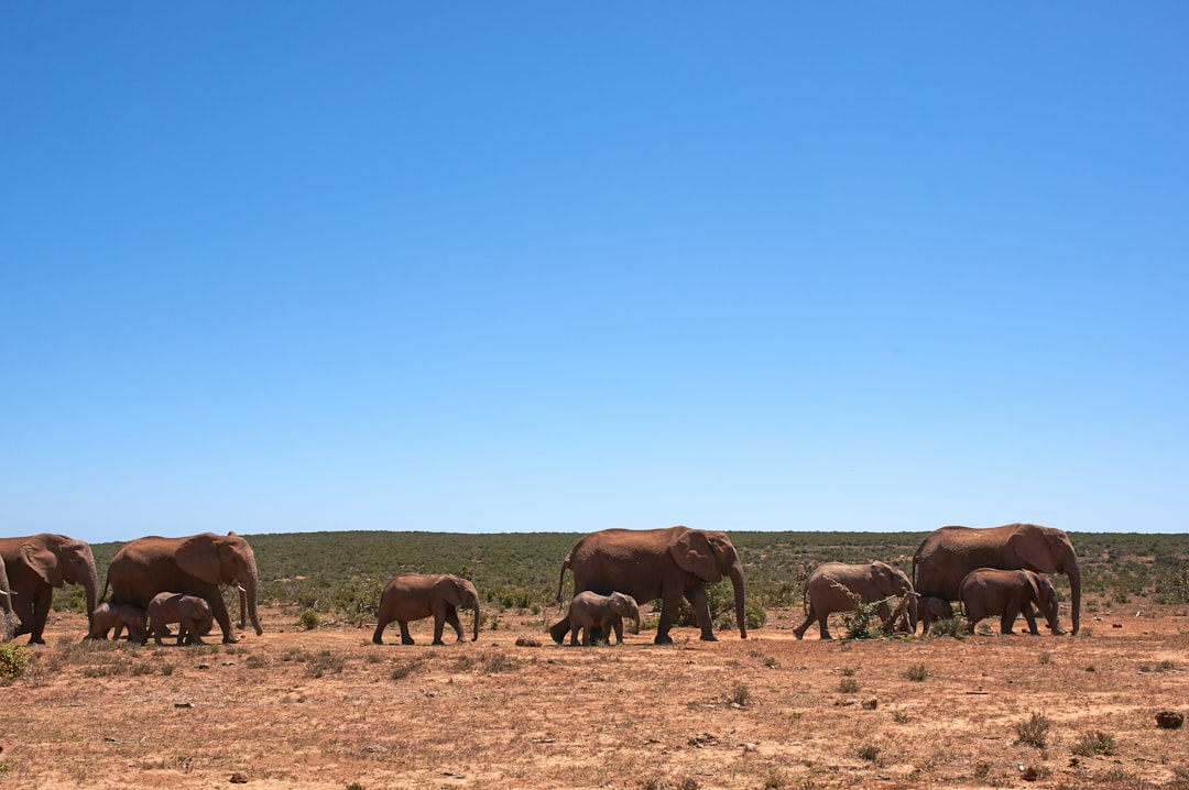 herd of horses on brown field under blue sky during daytime