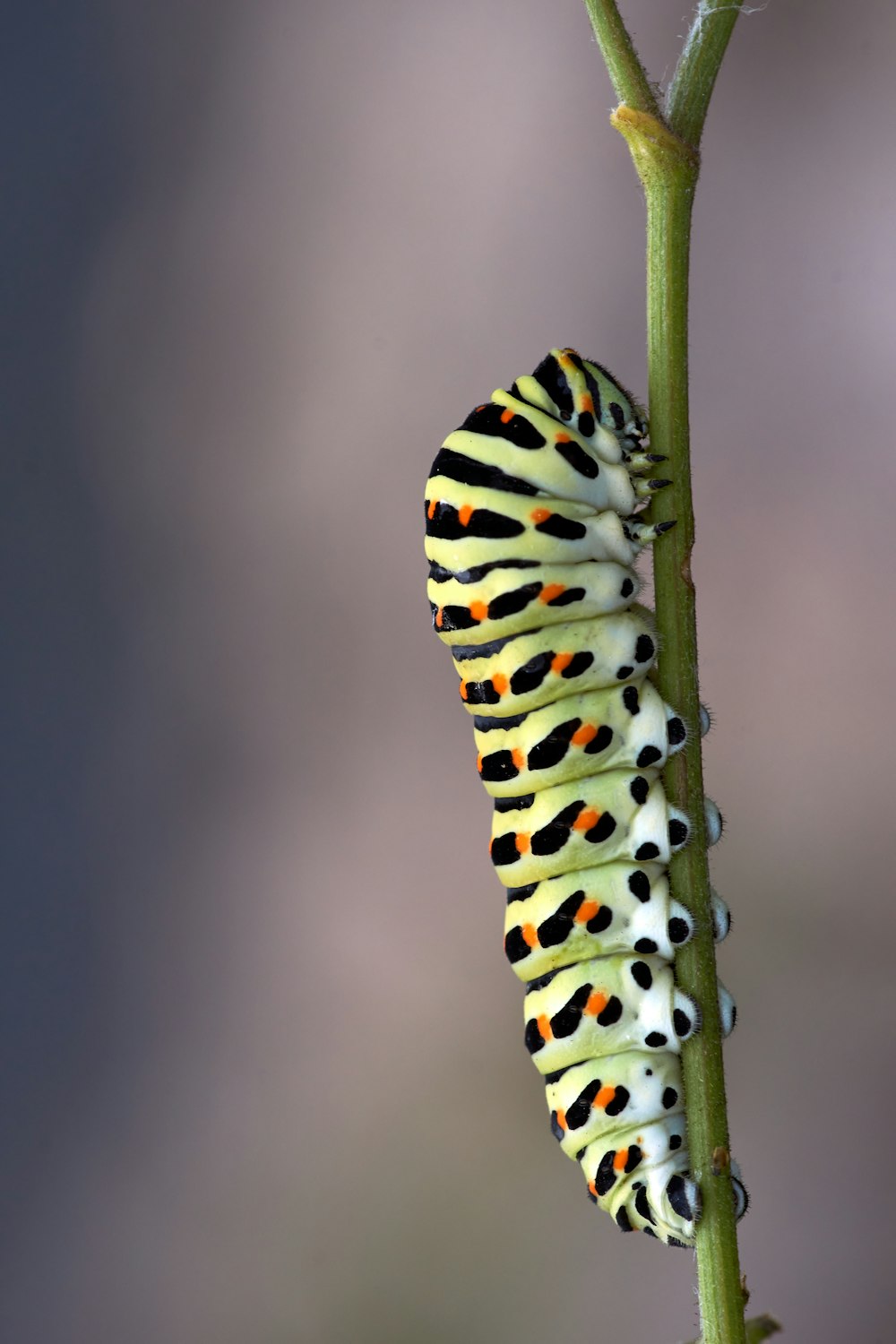 bruco nero e giallo su gambo verde