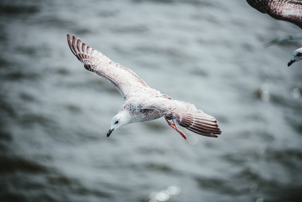 white and brown bird flying