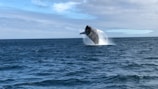 A majestic humpback whale breaching spectacularly against a bright blue sky during whale watching season.