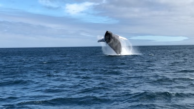 A majestic humpback whale breaching spectacularly against a bright blue sky during whale watching season.