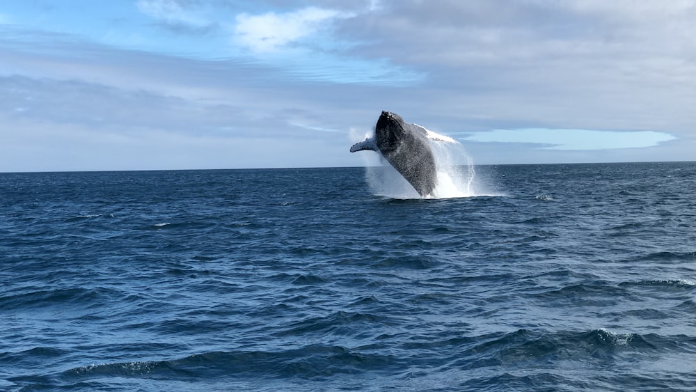 black whale on blue sea under blue sky during daytime