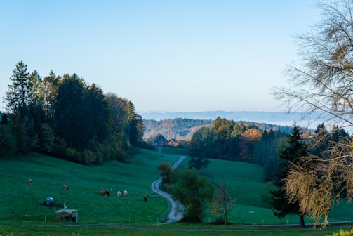 A serene early morning view of a lush green farm with a winding path leading to a cozy farmhouse.