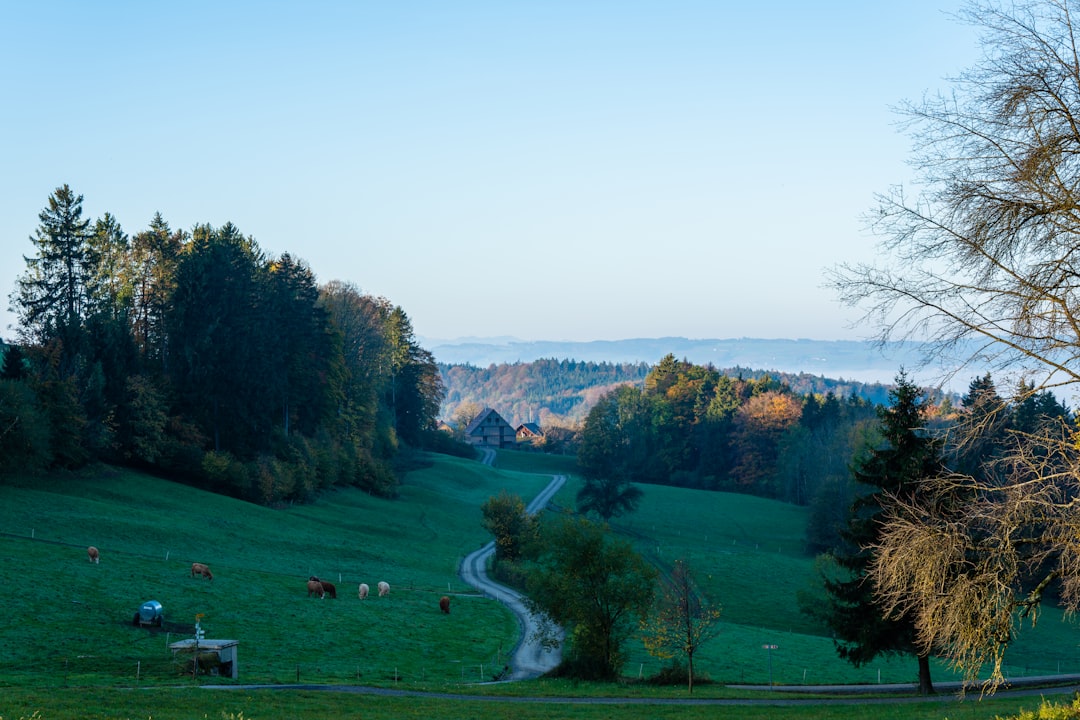 green grass field with trees during daytime