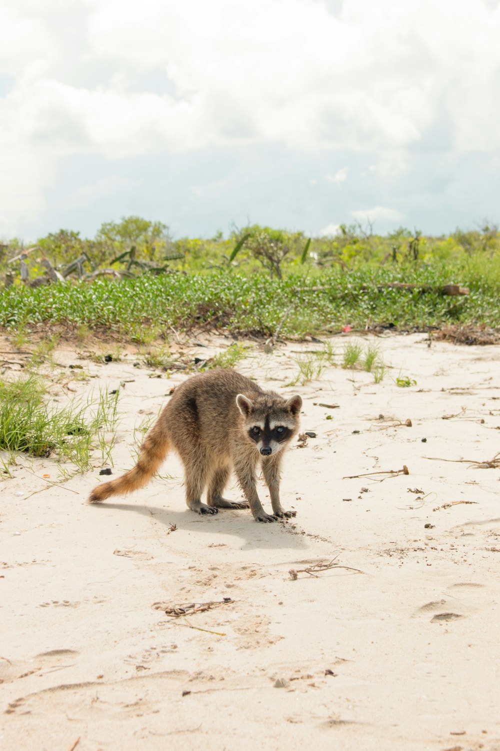 brown and gray cat on white sand during daytime