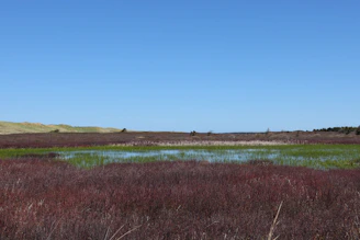 A serene landscape with a restored wetland under a bright blue sky, symbolizing successful environmental cleanup.