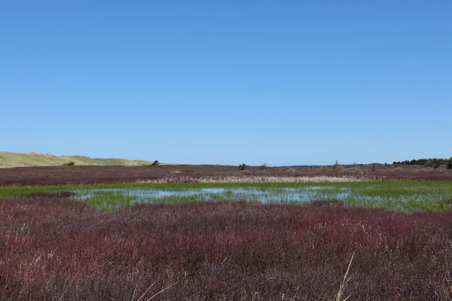A serene landscape with a restored wetland under a bright blue sky, symbolizing successful environmental cleanup.