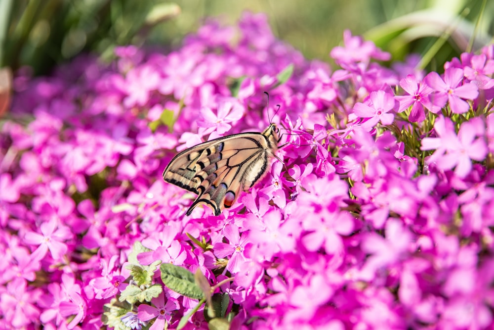 papillon machaon tigré perché sur fleur rose