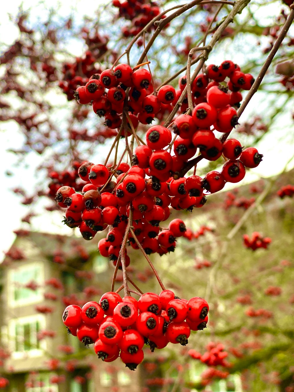 red round fruits on tree during daytime