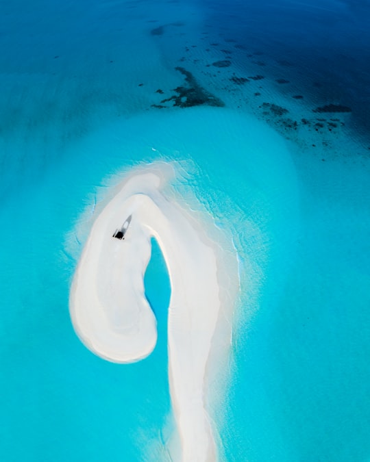black and white swan on water in Maldive Islands Maldives