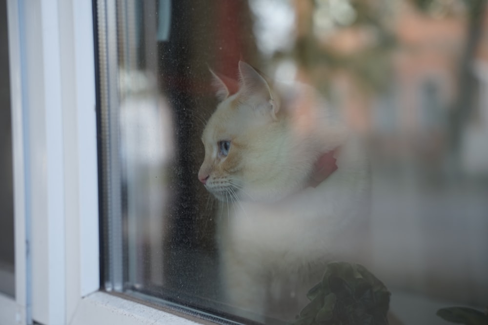 white cat looking out the window