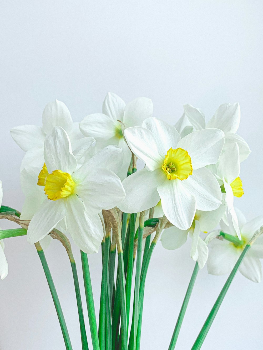 white and yellow daffodils in bloom