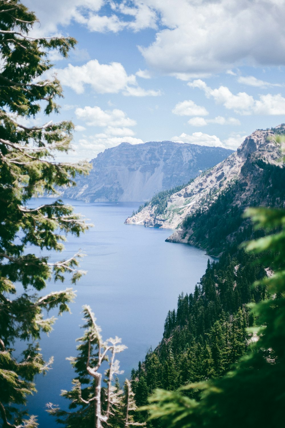 green trees near body of water during daytime