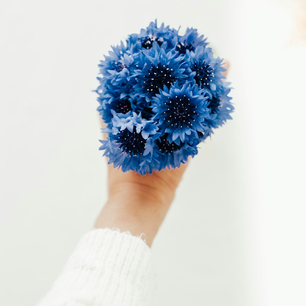 person holding blue and white flower