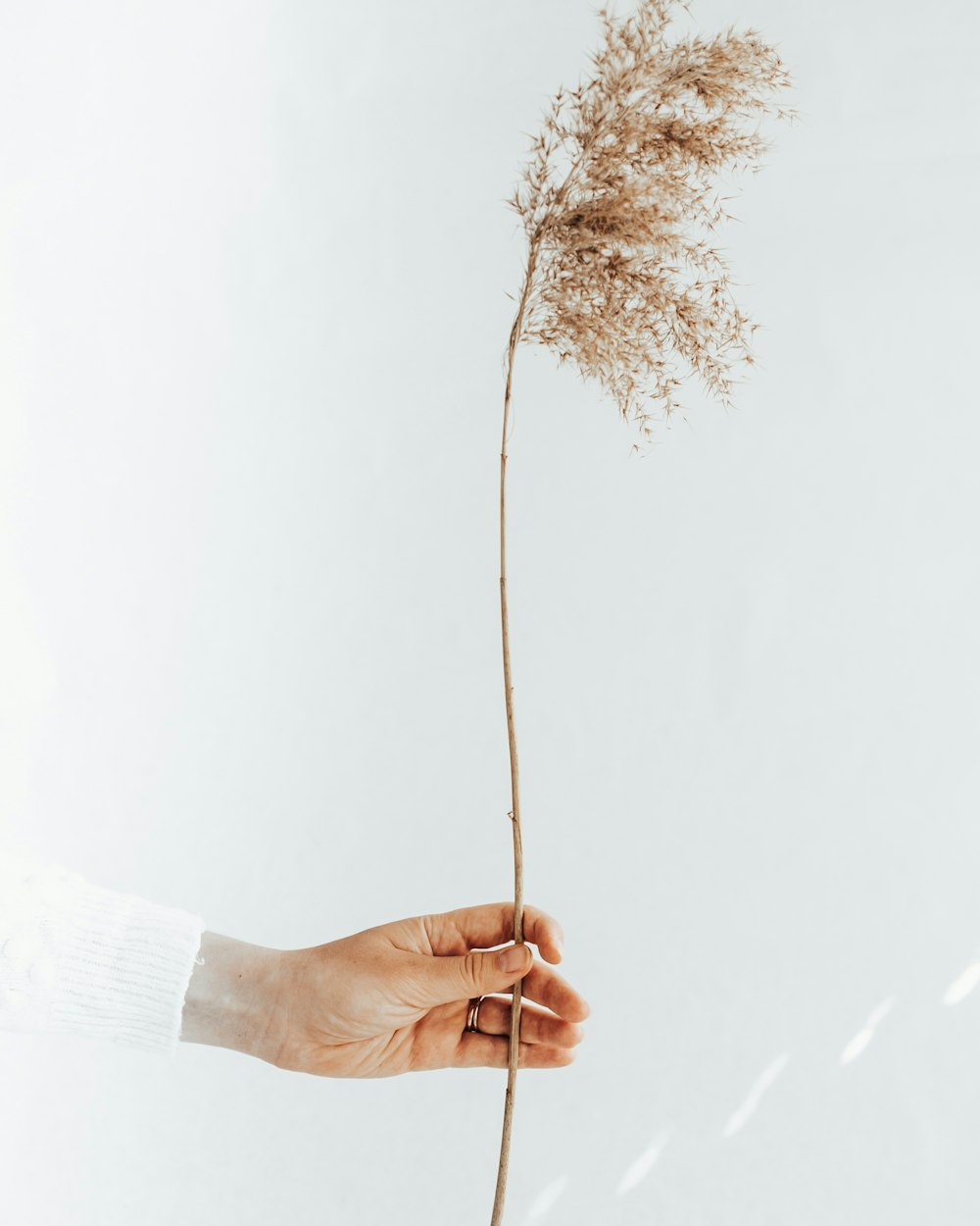 person in white long sleeve shirt holding brown dried leaf