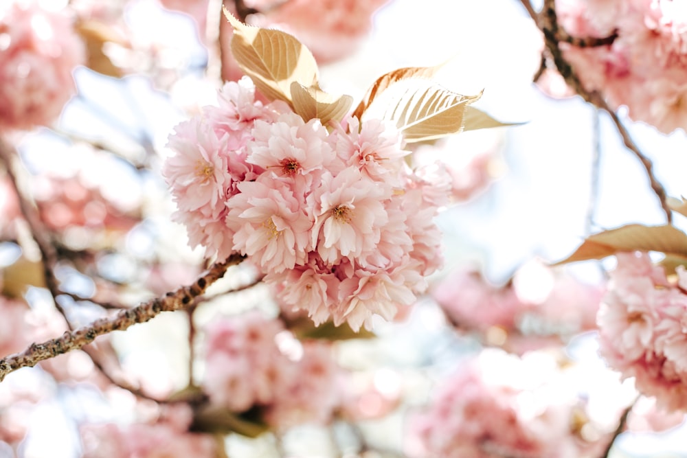 pink and white flower in tilt shift lens